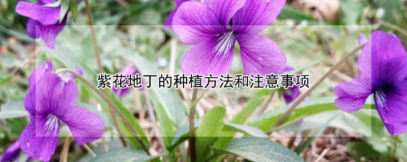 紫花地丁的种植方法和注意事项 紫花地丁的栽培方法