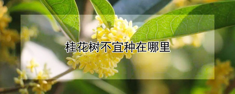 桂花树不宜种在哪里 桂花树如何栽种