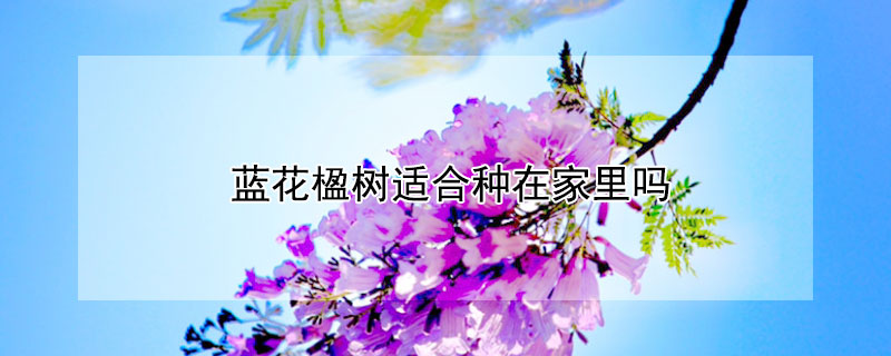 蓝花楹树适合种在家里吗 蓝花楹树适合种的地方