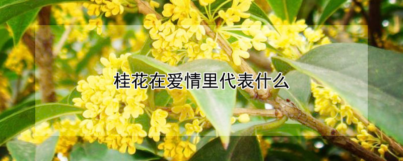 桂花在爱情里代表什么（桂花为什么象征爱情）