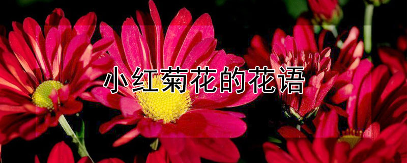 小红菊花的花语 红菊花的花语是什么意思?