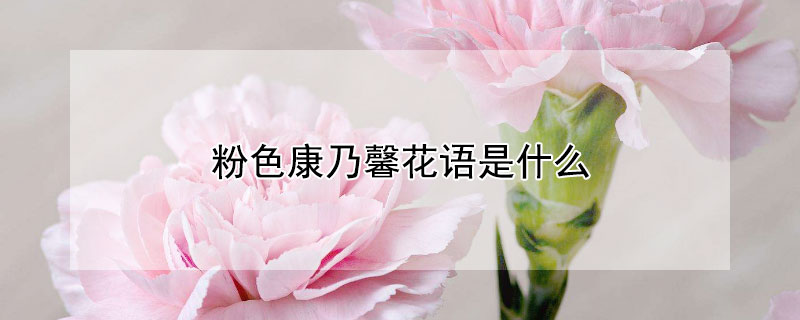 粉色康乃馨花语是什么 33朵粉色康乃馨花语是什么