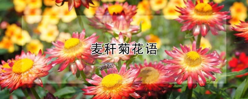 麦秆菊花语（麦秆菊花语是什么意思）