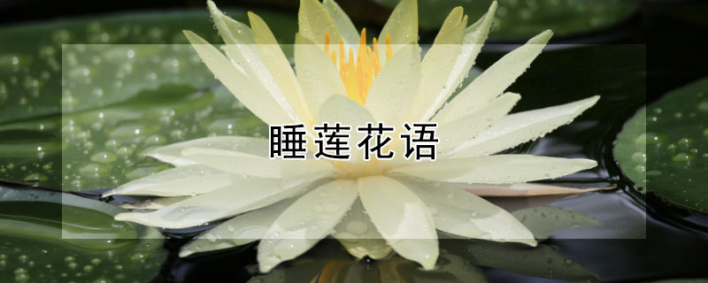 睡莲花语 睡莲花语和象征意义