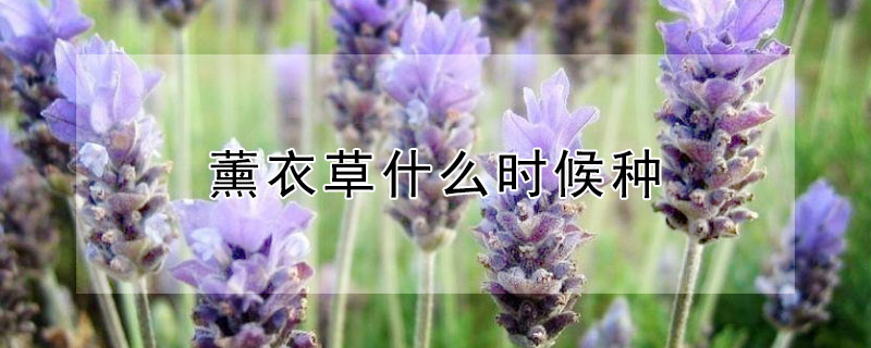 薰衣草什么时候种（薰衣草什么时候种最好）