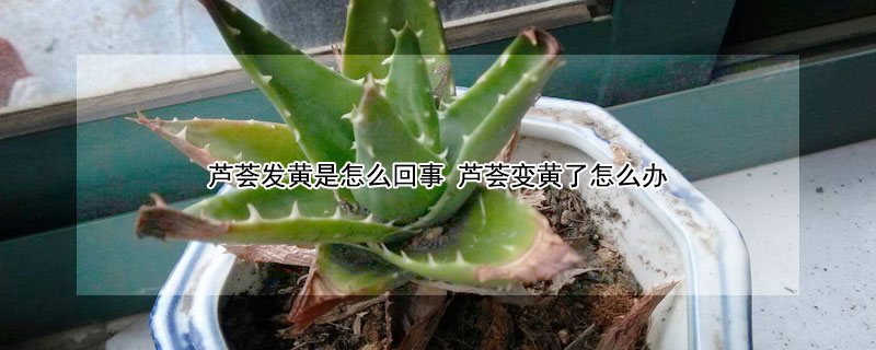 芦荟发黄是怎么回事 芦荟发黄是怎么回事 芦荟变黄了怎么办