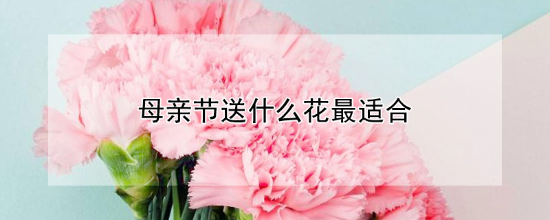 母亲节送什么花最适合 母亲节送什么花最适合手工制作