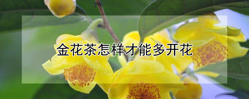 金花茶怎样才能多开花（如何让金花茶开花）