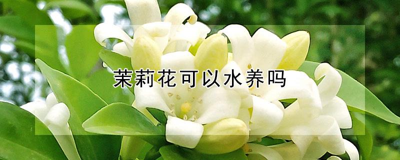 茉莉花可以水养吗（茉莉花 水养）