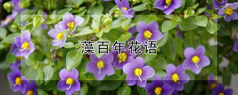 藻百年花语（藻百年的寓意）