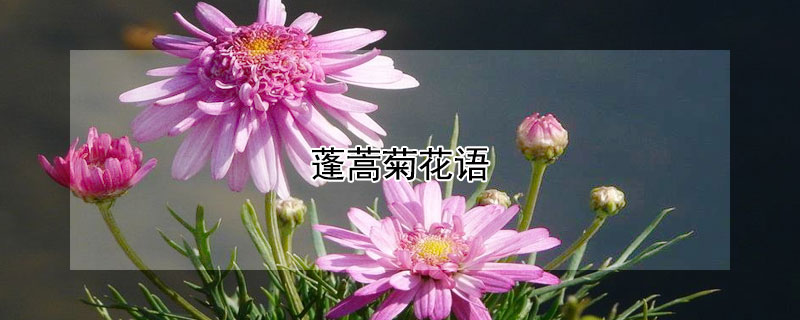 蓬蒿菊花语（蓬篙菊花语）