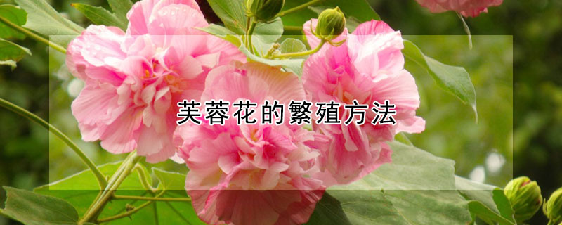 芙蓉花的繁殖方法（芙蓉花怎样繁殖）