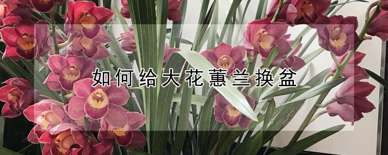 如何给大花蕙兰换盆（怎样给大花蕙兰换盆）