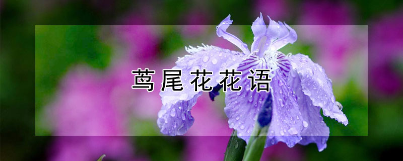 茑尾花花语（风尾花花语）