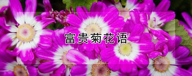 富贵菊花语 菊花 富贵