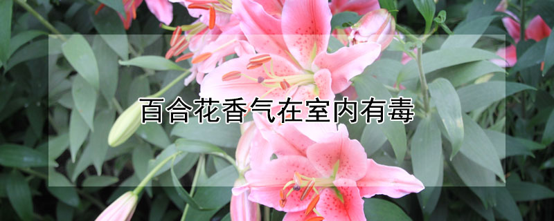 百合花香气在室内有毒（百合花的香味有毒吗可以放室内吗）