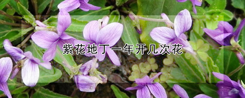 紫花地丁一年开几次花 紫花地丁常年开花吗