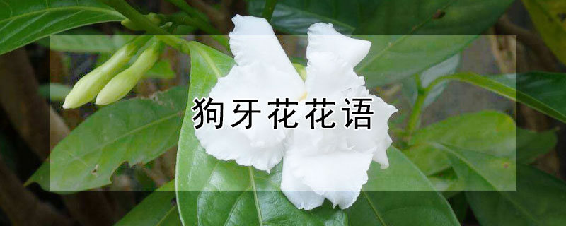 狗牙花花语 狗的花语是什么