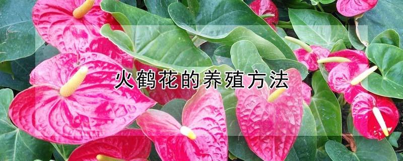 火鹤花的养殖方法 火鹤花的养殖方法视频