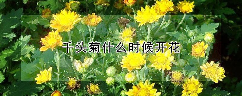 千头菊什么时候开花 千头菊一年开几次花期是什么时候