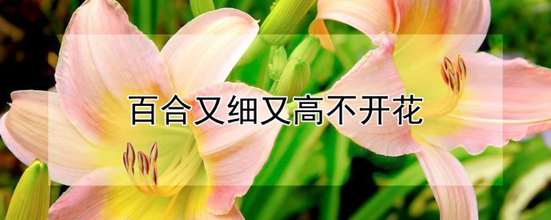 百合又细又高不开花 百合又细又高不开花怎么办