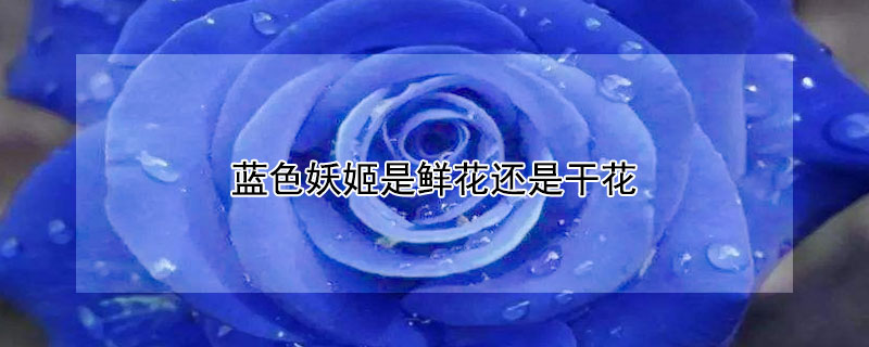 蓝色妖姬是鲜花还是干花（蓝玫瑰和蓝色妖姬是同一种花吗）