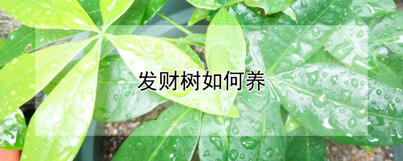 发财树如何养 发财树怎么养才茂盛