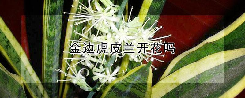 金边虎皮兰开花吗（金边虎皮兰开花吗?开的花美容吗）