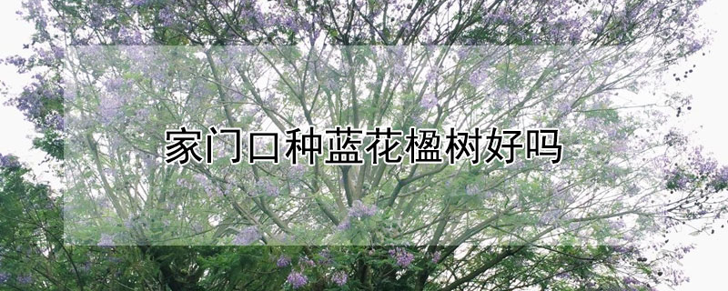 家门口种蓝花楹树好吗 蓝花楹树怎么种