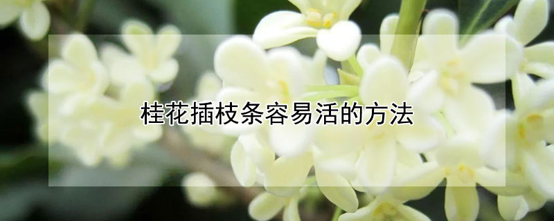 桂花插枝条容易活的方法（桂花怎样插枝才能活）