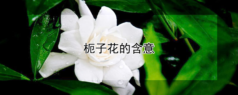 枙子花的含意 杮子花是什么