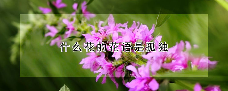 什么花的花语是孤独（什么花的花语是孤独忧郁绝望）