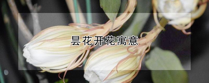 昙花开花寓意（昙花开花寓意什么）