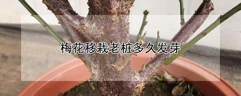 梅花移栽老桩多久发芽 梅花老桩多久生根