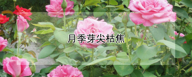 月季芽尖枯焦（月季芽尖枯焦要剪掉吗）