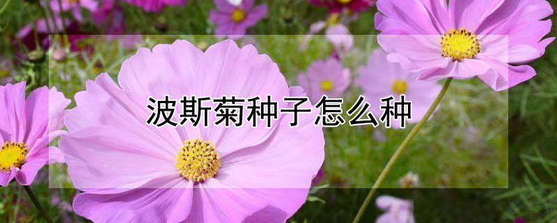 波斯菊种子怎么种 波斯菊种子怎么种植