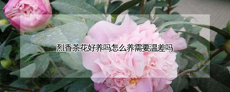 烈香茶花好养吗怎么养需要温差吗（烈香茶花养殖方法）