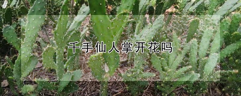 千手仙人掌开花吗 千佛手仙人掌开花吗