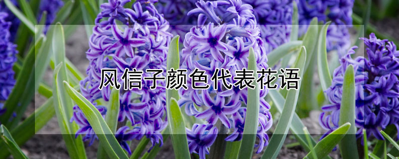 风信子颜色代表花语 风信子代表的花语