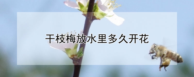 干枝梅放水里多久开花（干枝梅插在水里多久开花）