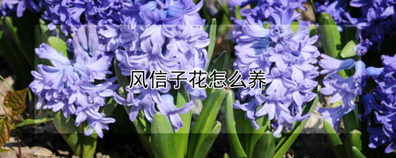 风信子花怎么养（风信子花怎么养殖方法视频）