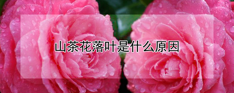 山茶花落叶是什么原因（山茶花落花是什么原因）