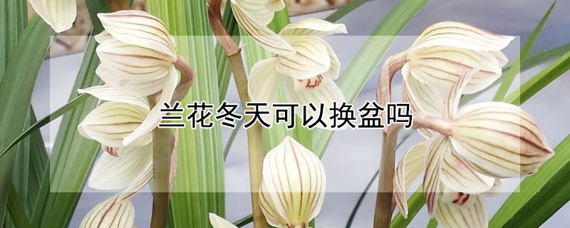 兰花冬天可以换盆吗（兰花冬天换盆注意什么）