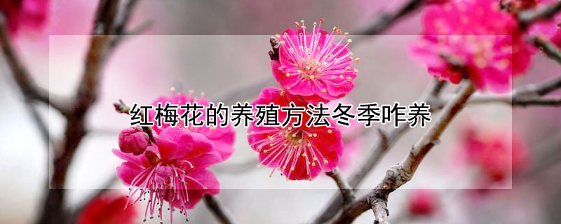 红梅花的养殖方法冬季咋养（红梅花冬天怎么养）