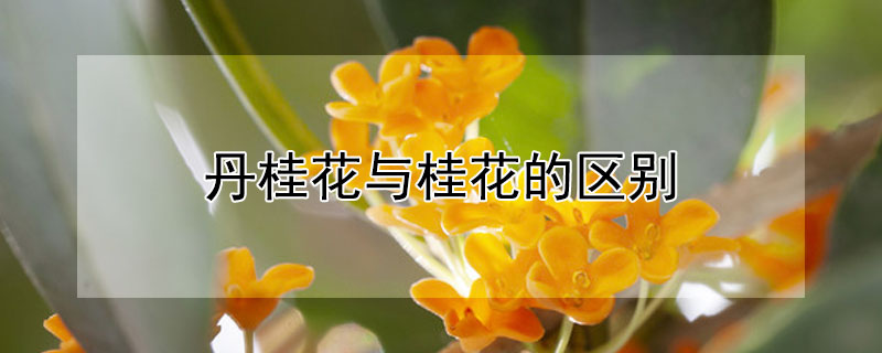 丹桂花与桂花的区别（丹桂花是桂花吗）