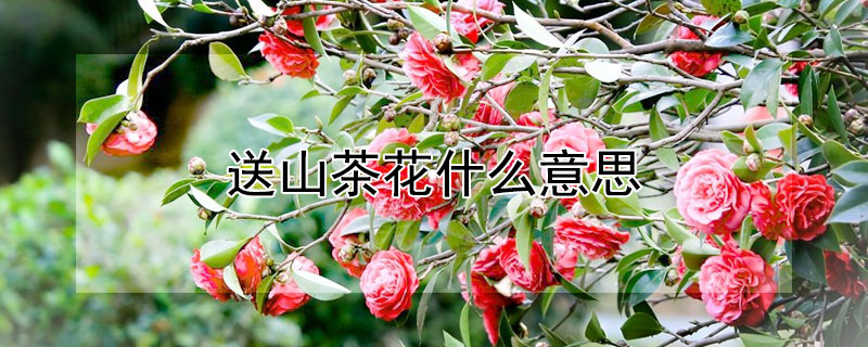 送山茶花什么意思（送你山茶花）