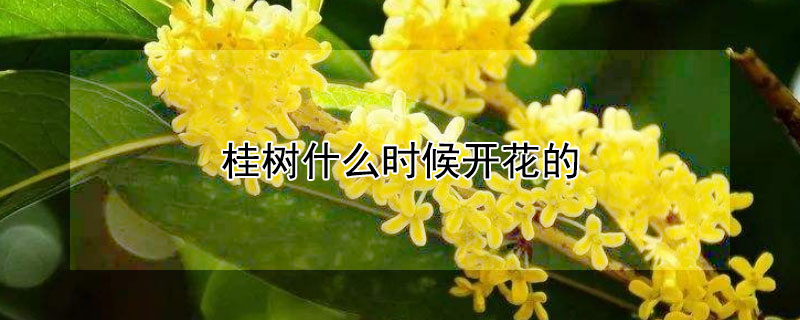 桂树什么时候开花的 桂花树什时候开花