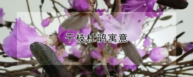 干枝杜鹃寓意（杜鹃的蕴意）