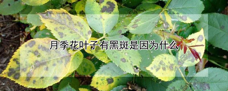 月季花叶子有黑斑是因为什么（月季花的叶子有黑斑）