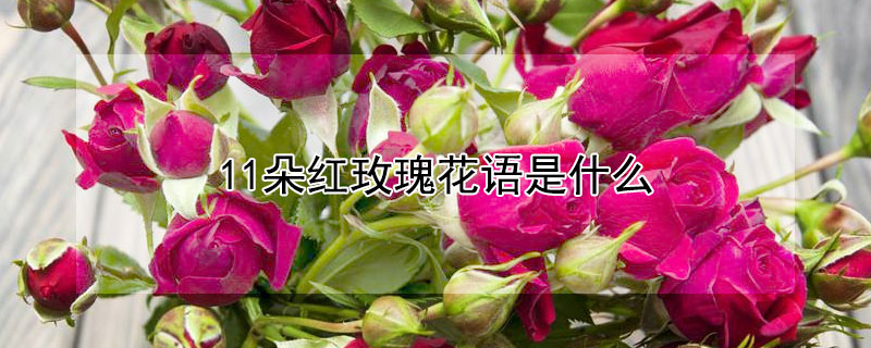 11朵红玫瑰花语是什么 11朵红玫瑰花语是什么意思送相亲对象